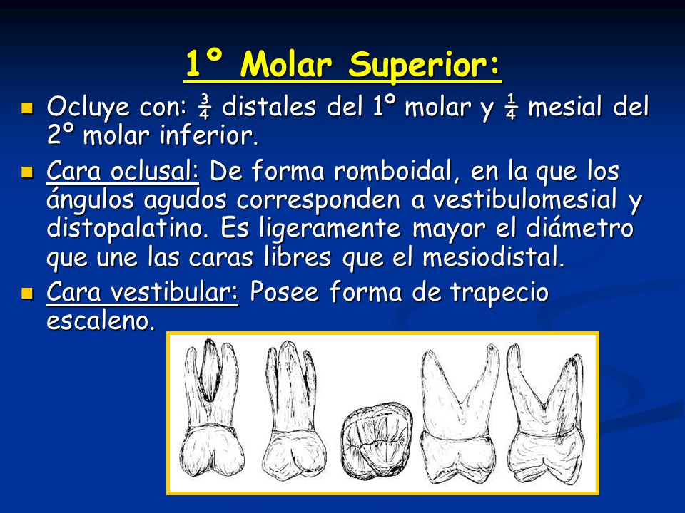 1º Molar Superior: Ocluye con: ¾ distales del 1º molar y ¼ mesial del 2º molar inferior.