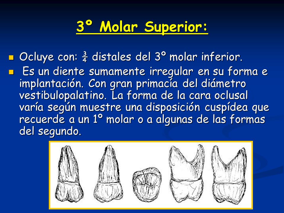 3º Molar Superior: Ocluye con: ¾ distales del 3º molar inferior.