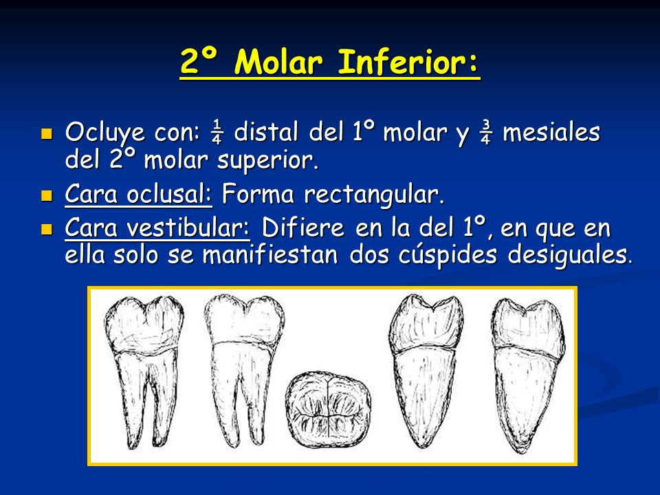 2º Molar Inferior: Ocluye con: ¼ distal del 1º molar y ¾ mesiales del 2º molar superior. Cara oclusal: Forma rectangular.