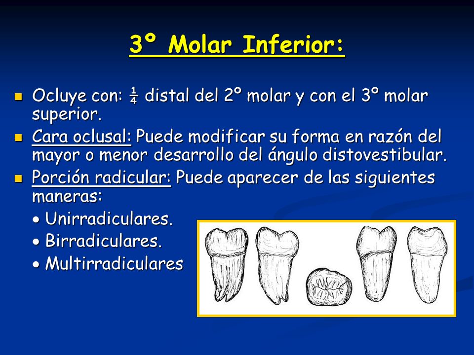 3º Molar Inferior: Ocluye con: ¼ distal del 2º molar y con el 3º molar superior.