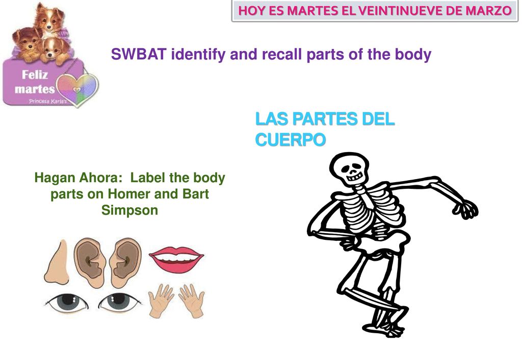 LAS PARTES DEL CUERPO SWBAT identify and recall parts of the body