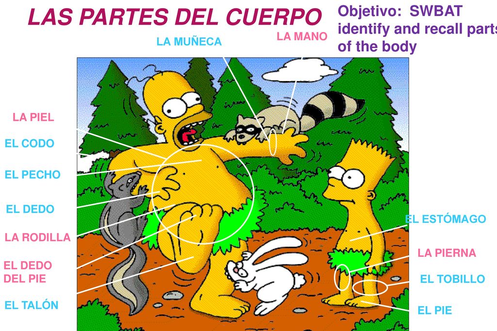 LAS PARTES DEL CUERPO Objetivo: SWBAT identify and recall parts of the body. LA MANO. LA MUÑECA.