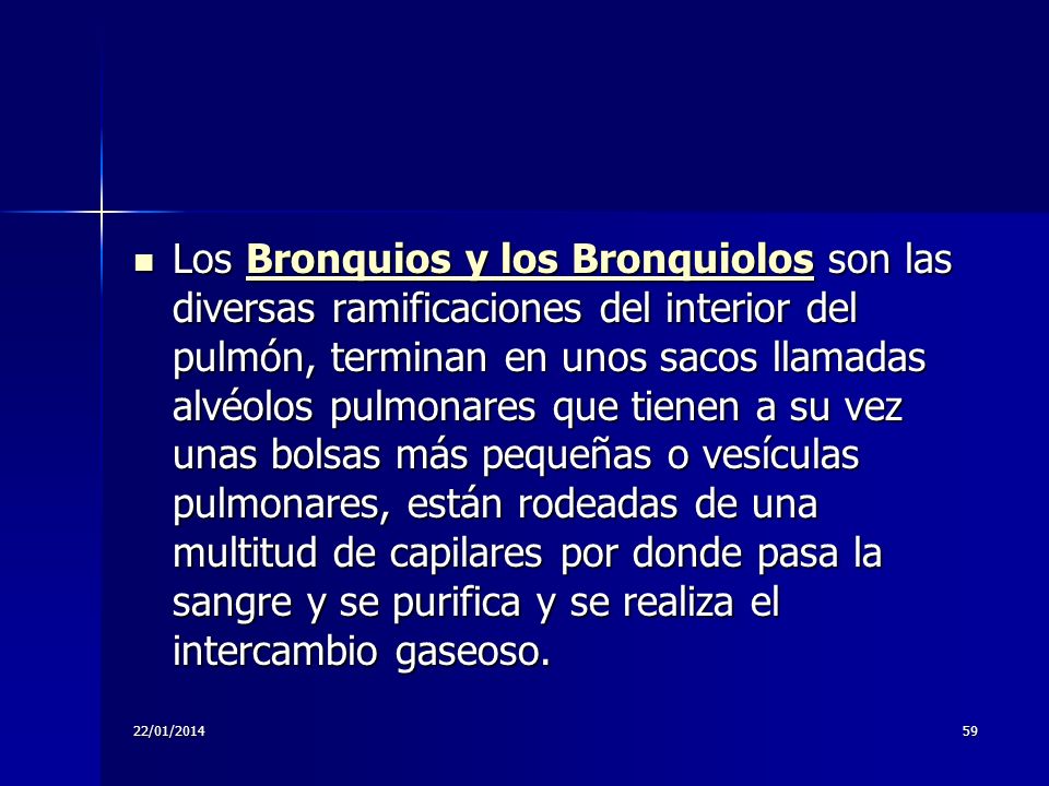 Los Bronquios y los Bronquiolos son las diversas ramificaciones del interior del pulmón, terminan en unos sacos llamadas alvéolos pulmonares que tienen a su vez unas bolsas más pequeñas o vesículas pulmonares, están rodeadas de una multitud de capilares por donde pasa la sangre y se purifica y se realiza el intercambio gaseoso.