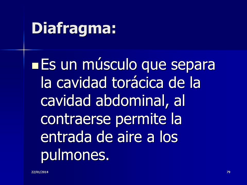 Diafragma: Es un músculo que separa la cavidad torácica de la cavidad abdominal, al contraerse permite la entrada de aire a los pulmones.