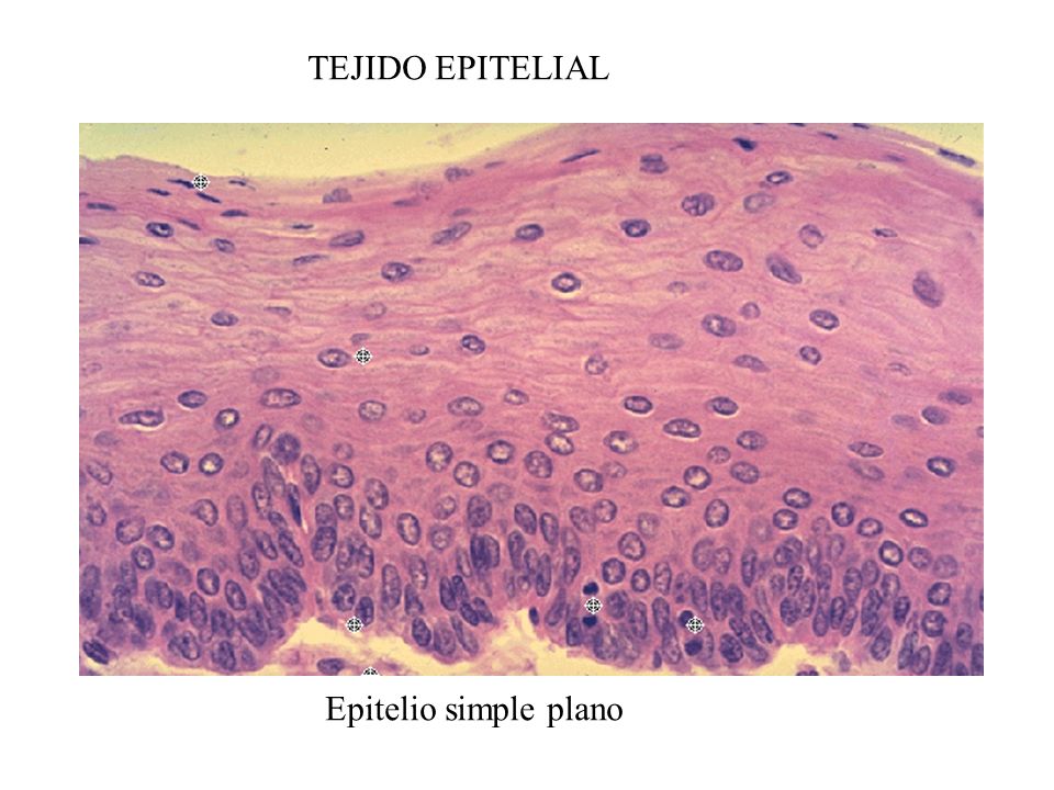 TEJIDO EPITELIAL Epitelio simple plano