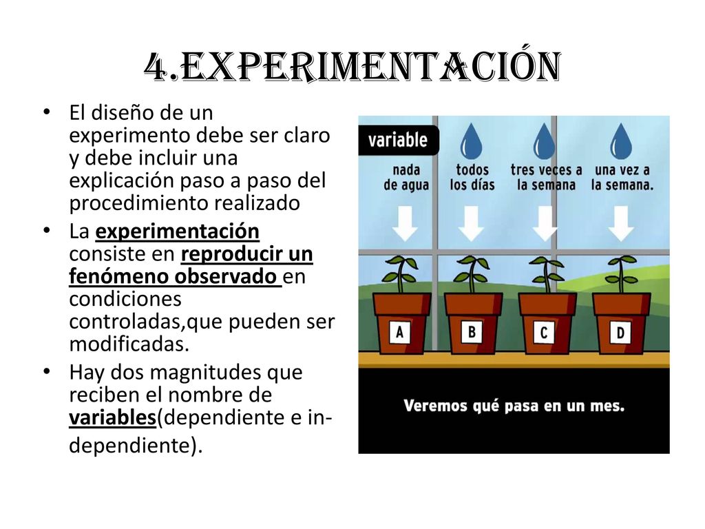 4.EXPERIMENTACIÓN El diseño de un experimento debe ser claro y debe incluir una explicación paso a paso del procedimiento realizado.