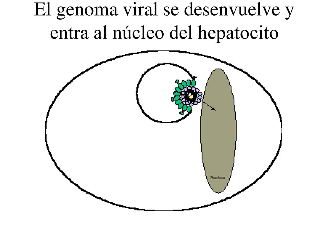 El genoma viral se desenvuelve y entra al núcleo del hepatocito