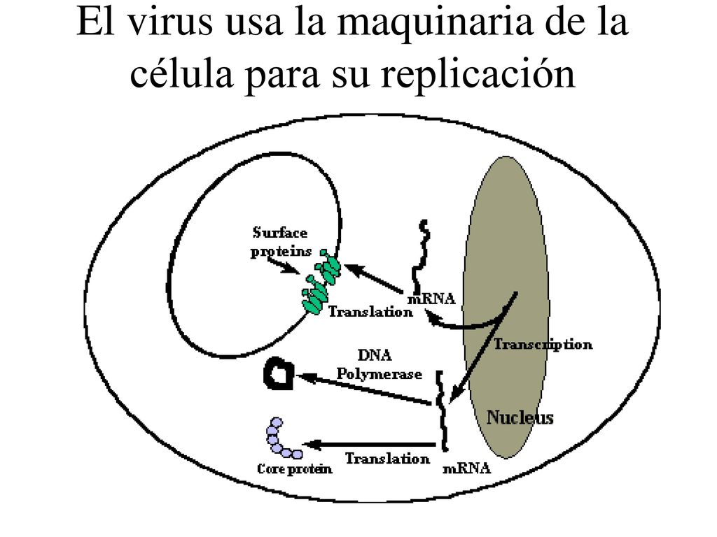 El virus usa la maquinaria de la célula para su replicación