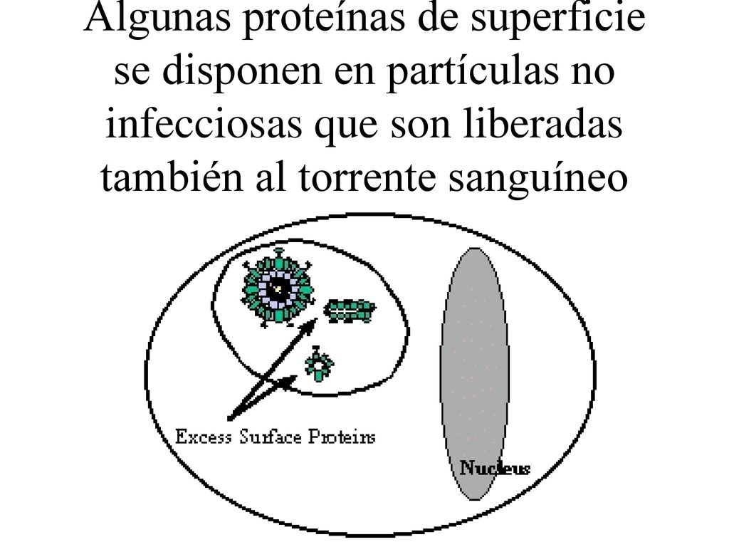 Algunas proteínas de superficie se disponen en partículas no infecciosas que son liberadas también al torrente sanguíneo