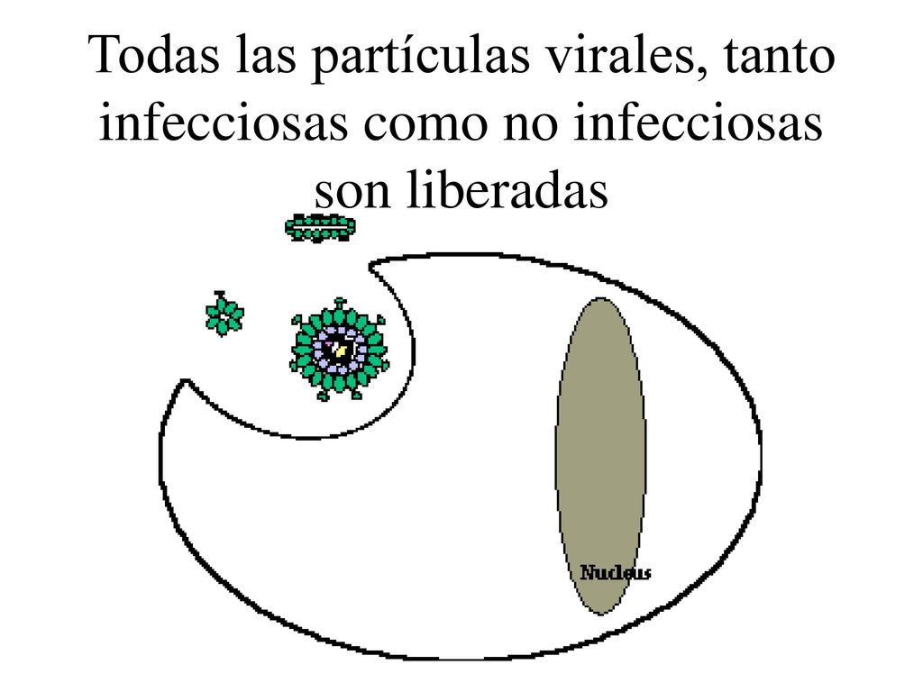 Todas las partículas virales, tanto infecciosas como no infecciosas son liberadas