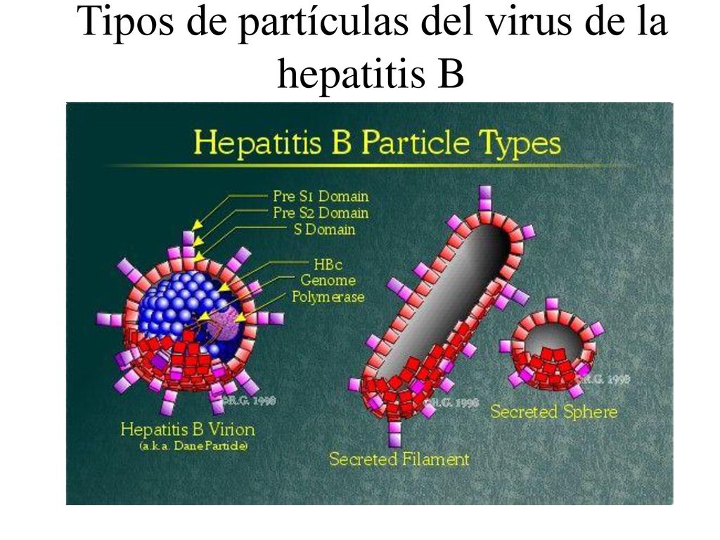Tipos de partículas del virus de la hepatitis B