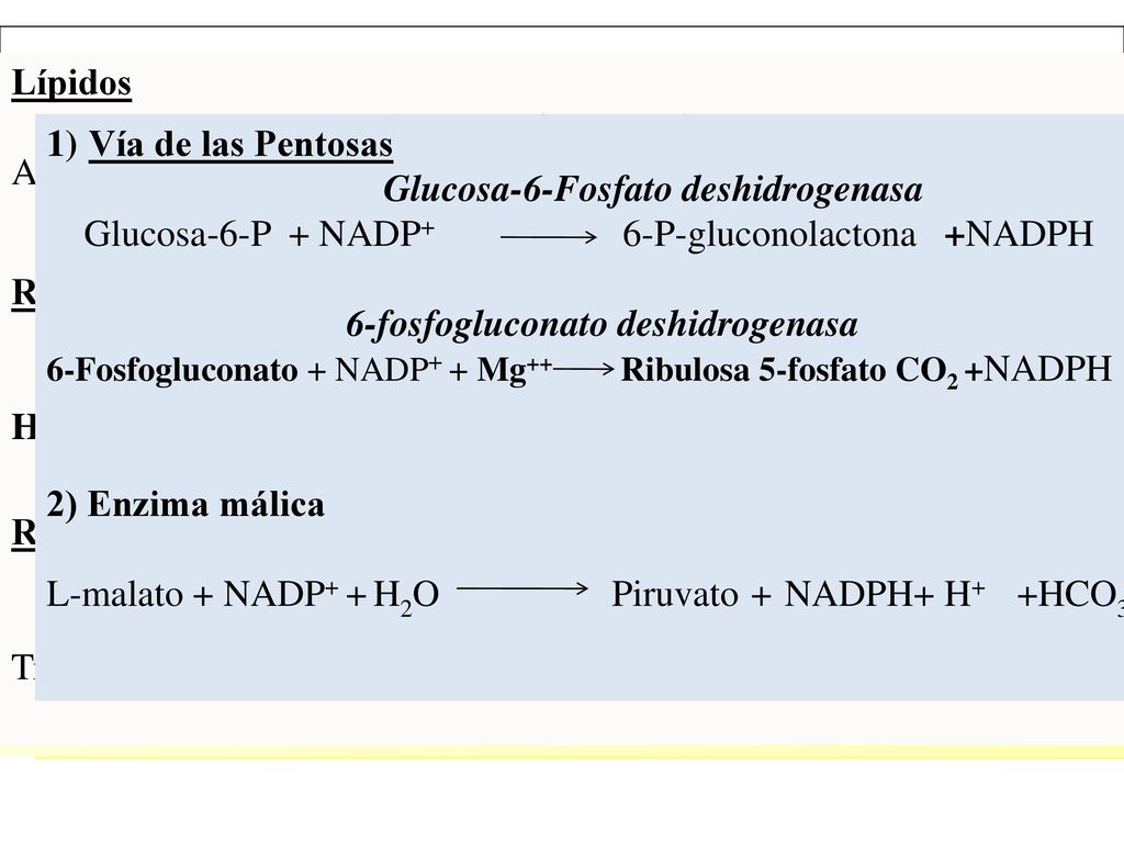 Regulación a nivel de la Transcripcion ó de la Traducción