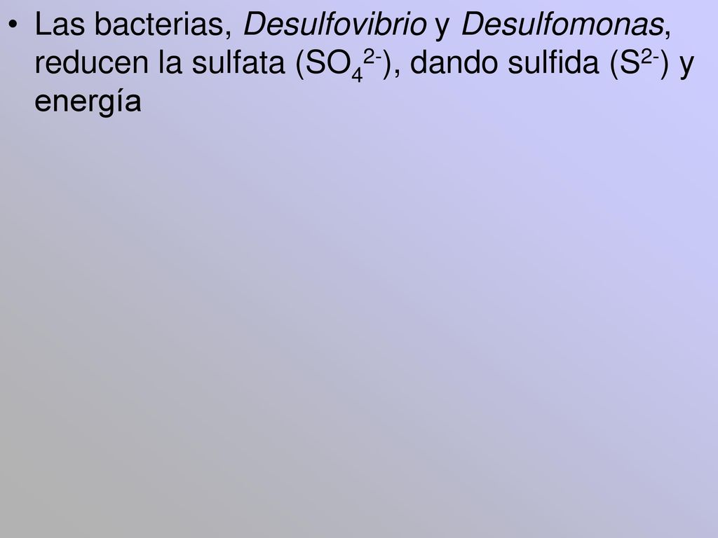 Las bacterias, Desulfovibrio y Desulfomonas, reducen la sulfata (SO42-), dando sulfida (S2-) y energía