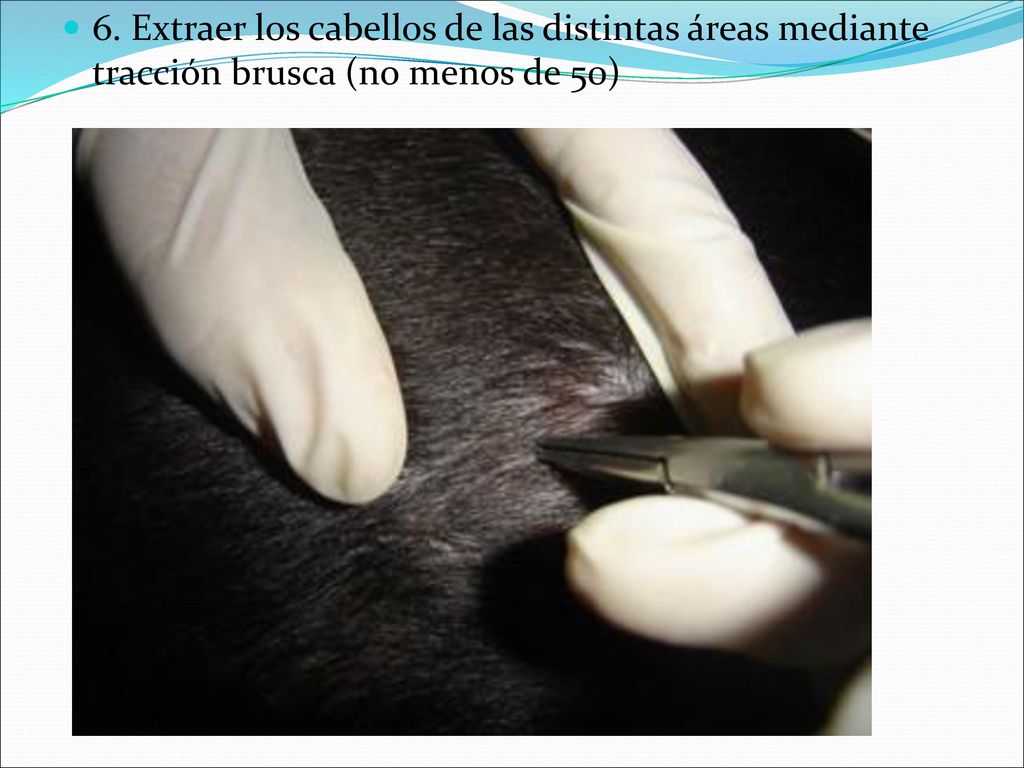 6. Extraer los cabellos de las distintas áreas mediante tracción brusca (no menos de 50)
