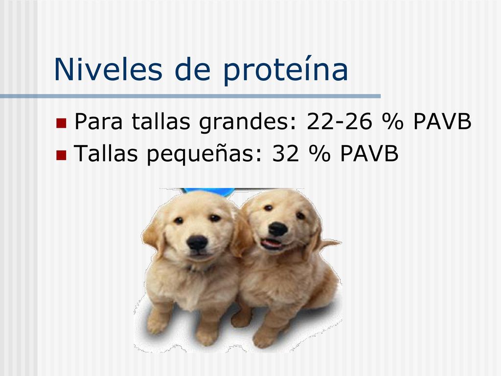 Niveles de proteína Para tallas grandes: % PAVB