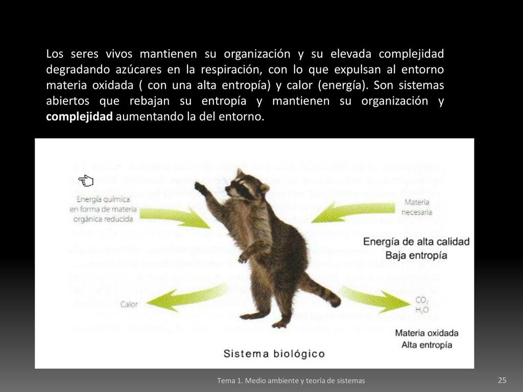 Los seres vivos mantienen su organización y su elevada complejidad degradando azúcares en la respiración, con lo que expulsan al entorno materia oxidada ( con una alta entropía) y calor (energía). Son sistemas abiertos que rebajan su entropía y mantienen su organización y complejidad aumentando la del entorno.