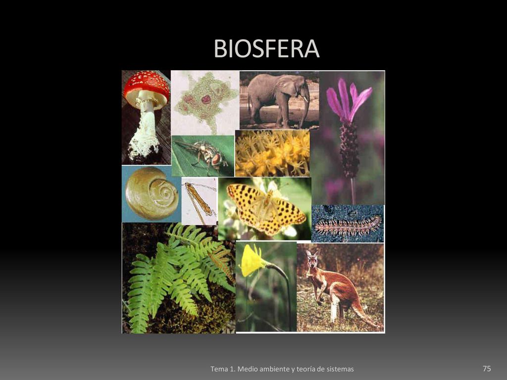BIOSFERA Tema 1. Medio ambiente y teoría de sistemas