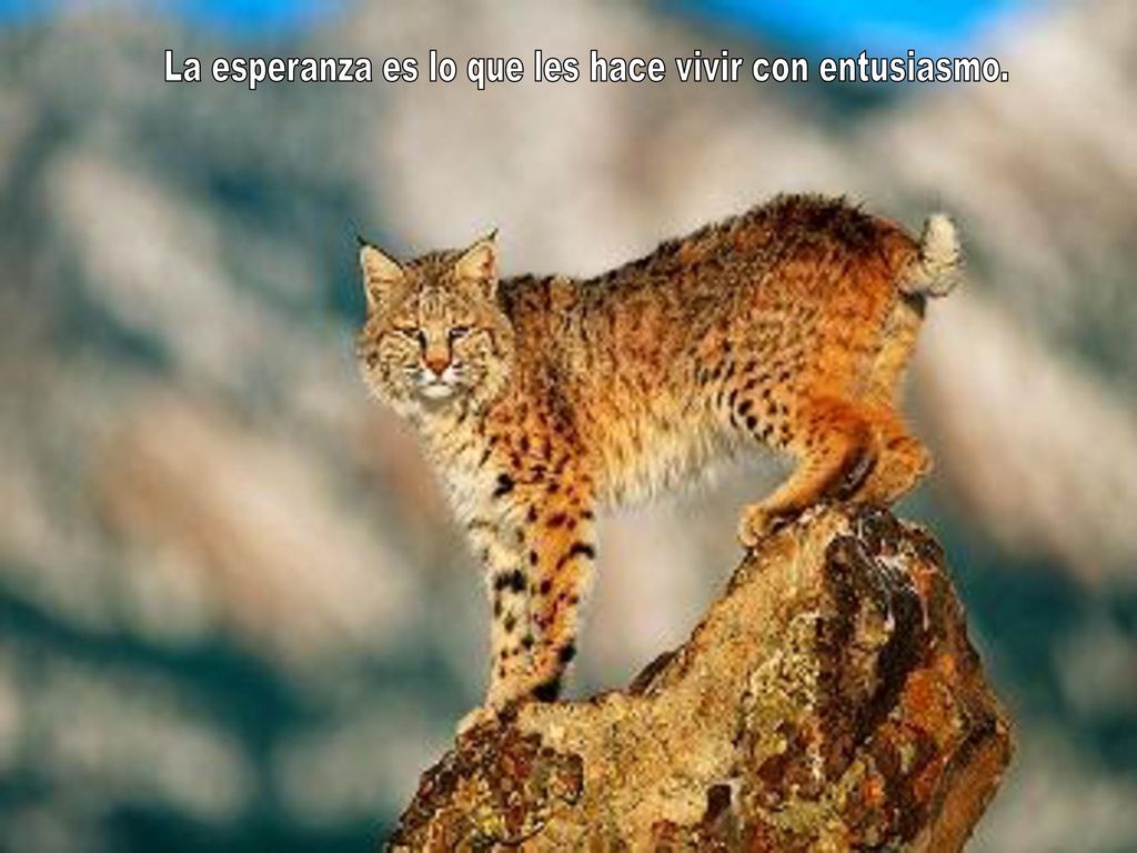La esperanza es lo que les hace vivir con entusiasmo.