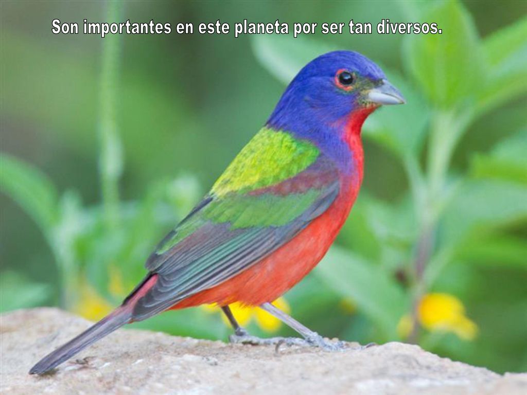 Son importantes en este planeta por ser tan diversos.