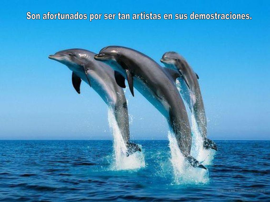Son afortunados por ser tan artistas en sus demostraciones.