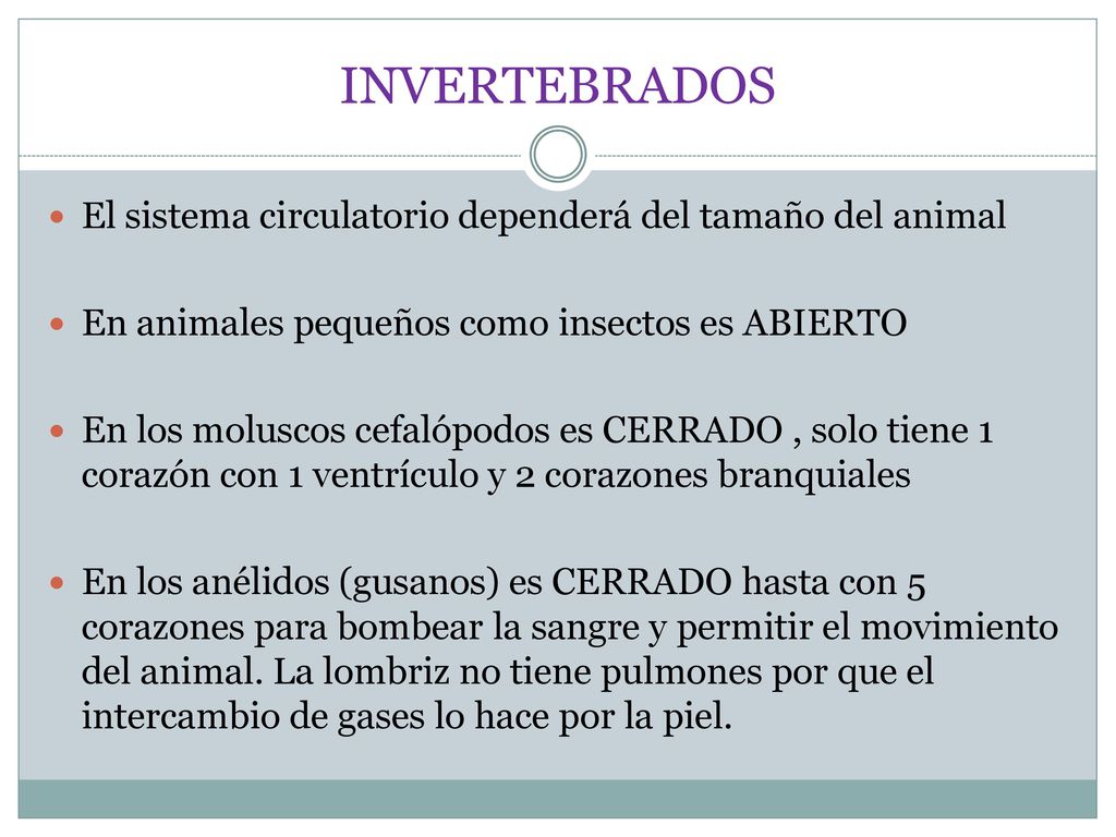 INVERTEBRADOS El sistema circulatorio dependerá del tamaño del animal