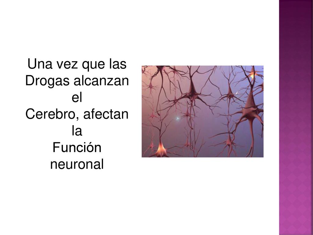 Una vez que las Drogas alcanzan el Cerebro, afectan la Función neuronal