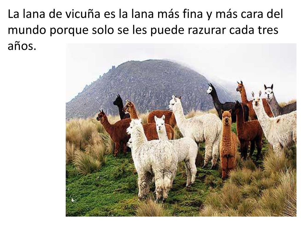 La lana de vicuña es la lana más fina y más cara del mundo porque solo se les puede razurar cada tres años.