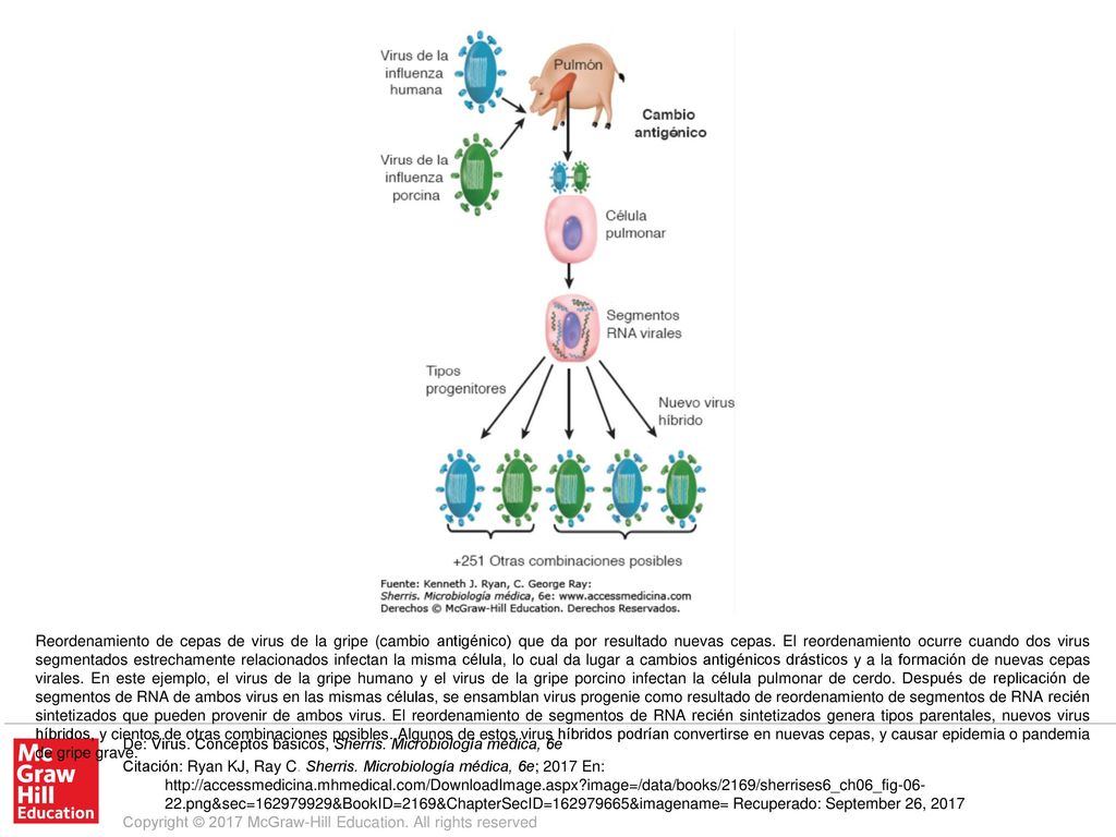 Reordenamiento de cepas de virus de la gripe (cambio antigénico) que da por resultado nuevas cepas. El reordenamiento ocurre cuando dos virus segmentados estrechamente relacionados infectan la misma célula, lo cual da lugar a cambios antigénicos drásticos y a la formación de nuevas cepas virales. En este ejemplo, el virus de la gripe humano y el virus de la gripe porcino infectan la célula pulmonar de cerdo. Después de replicación de segmentos de RNA de ambos virus en las mismas células, se ensamblan virus progenie como resultado de reordenamiento de segmentos de RNA recién sintetizados que pueden provenir de ambos virus. El reordenamiento de segmentos de RNA recién sintetizados genera tipos parentales, nuevos virus híbridos, y cientos de otras combinaciones posibles. Algunos de estos virus híbridos podrían convertirse en nuevas cepas, y causar epidemia o pandemia de gripe grave.