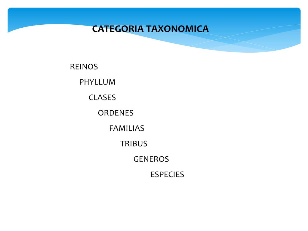CATEGORIA TAXONOMICA REINOS PHYLLUM CLASES ORDENES FAMILIAS TRIBUS