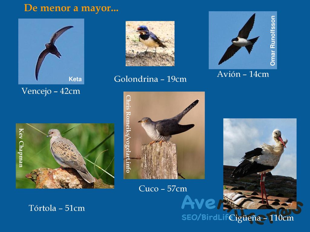 De menor a mayor... Avión – 14cm Golondrina – 19cm Vencejo – 42cm