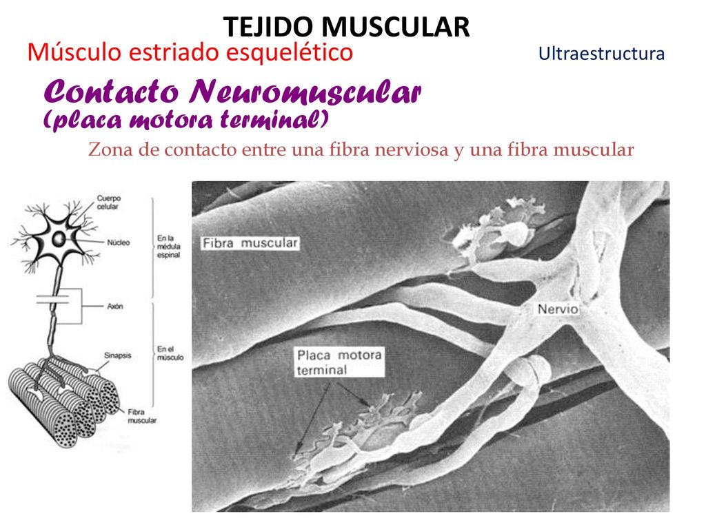 Zona de contacto entre una fibra nerviosa y una fibra muscular