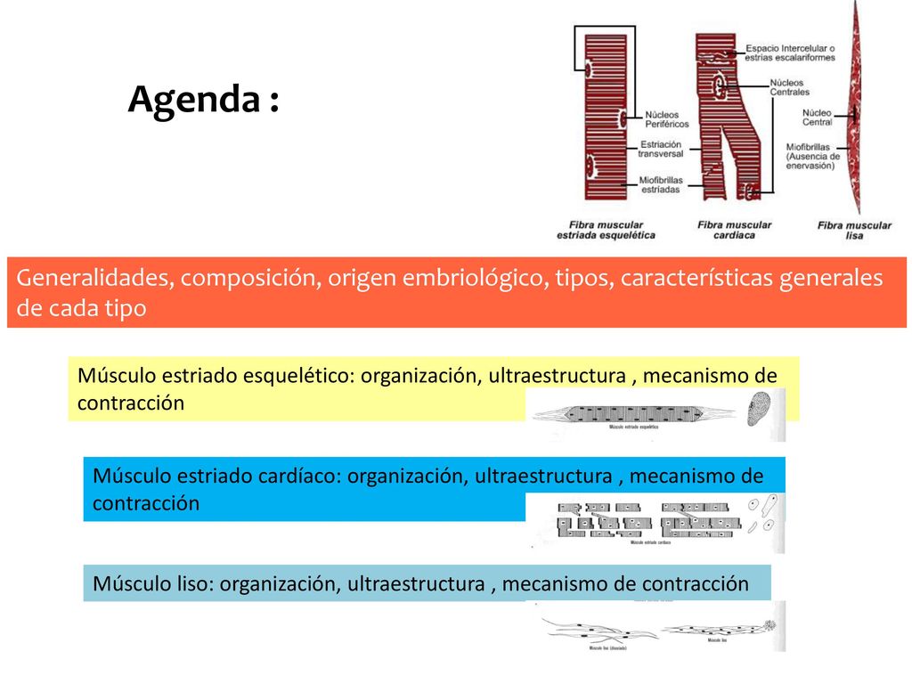 Agenda : Generalidades, composición, origen embriológico, tipos, características generales. de cada tipo.
