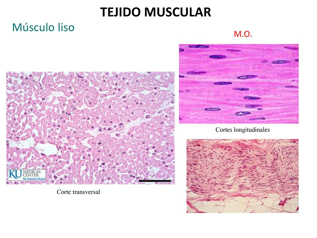TEJIDO MUSCULAR Músculo liso M.O. Cortes longitudinales