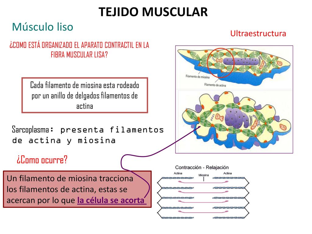 ¿COMO ESTÁ ORGANIZADO EL APARATO CONTRACTIL EN LA FIBRA MUSCULAR LISA