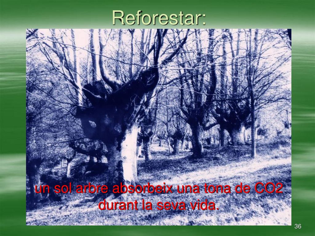 un sol arbre absorbeix una tona de CO2 durant la seva vida.