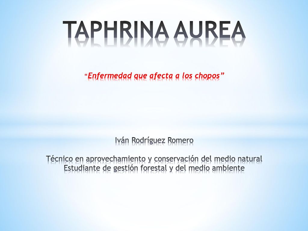 TAPHRINA AUREA Enfermedad que afecta a los chopos Iván Rodríguez Romero Técnico en aprovechamiento y conservación del medio natural Estudiante de gestión forestal y del medio ambiente