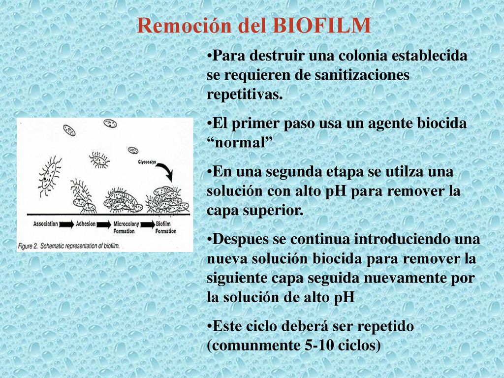 Remoción del BIOFILM Para destruir una colonia establecida se requieren de sanitizaciones repetitivas.