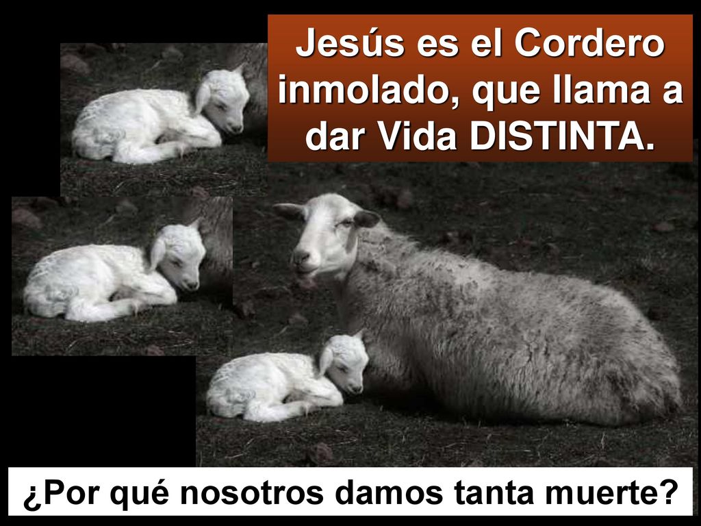 Jesús es el Cordero inmolado, que llama a dar Vida DISTINTA.