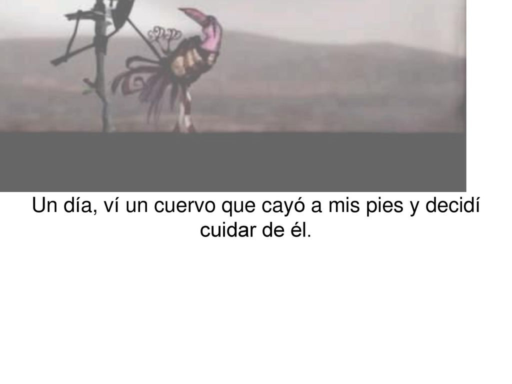 Un día, ví un cuervo que cayó a mis pies y decidí cuidar de él.