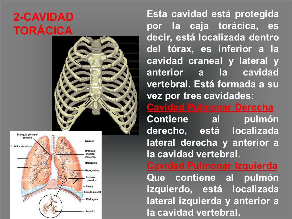 Esta cavidad está protegida por la caja torácica, es decir, está localizada dentro del tórax, es inferior a la cavidad craneal y lateral y anterior a la cavidad vertebral. Está formada a su vez por tres cavidades: