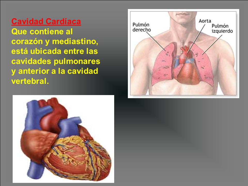 Cavidad Cardíaca Que contiene al corazón y mediastino, está ubicada entre las cavidades pulmonares y anterior a la cavidad vertebral.