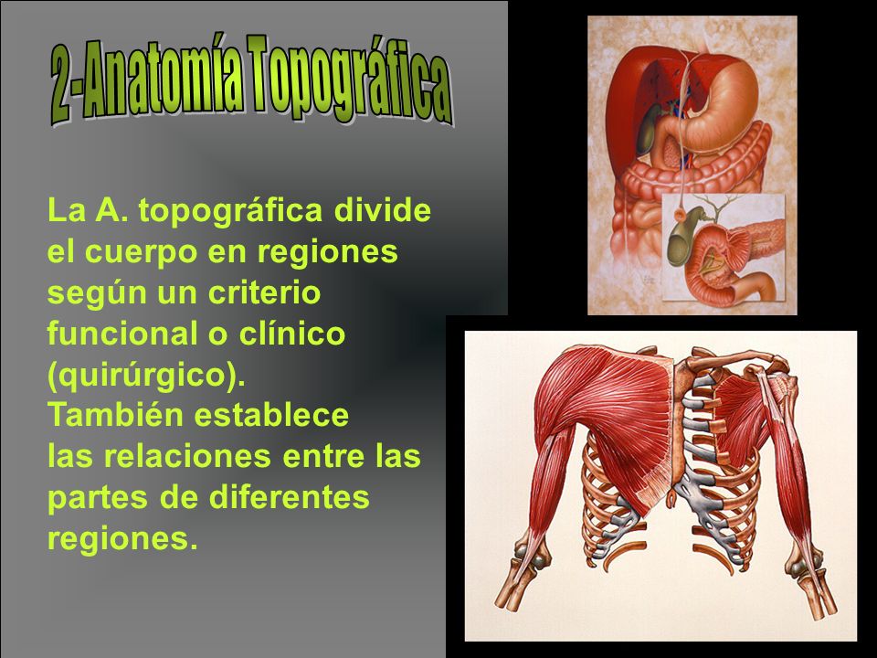 2-Anatomía Topográfica