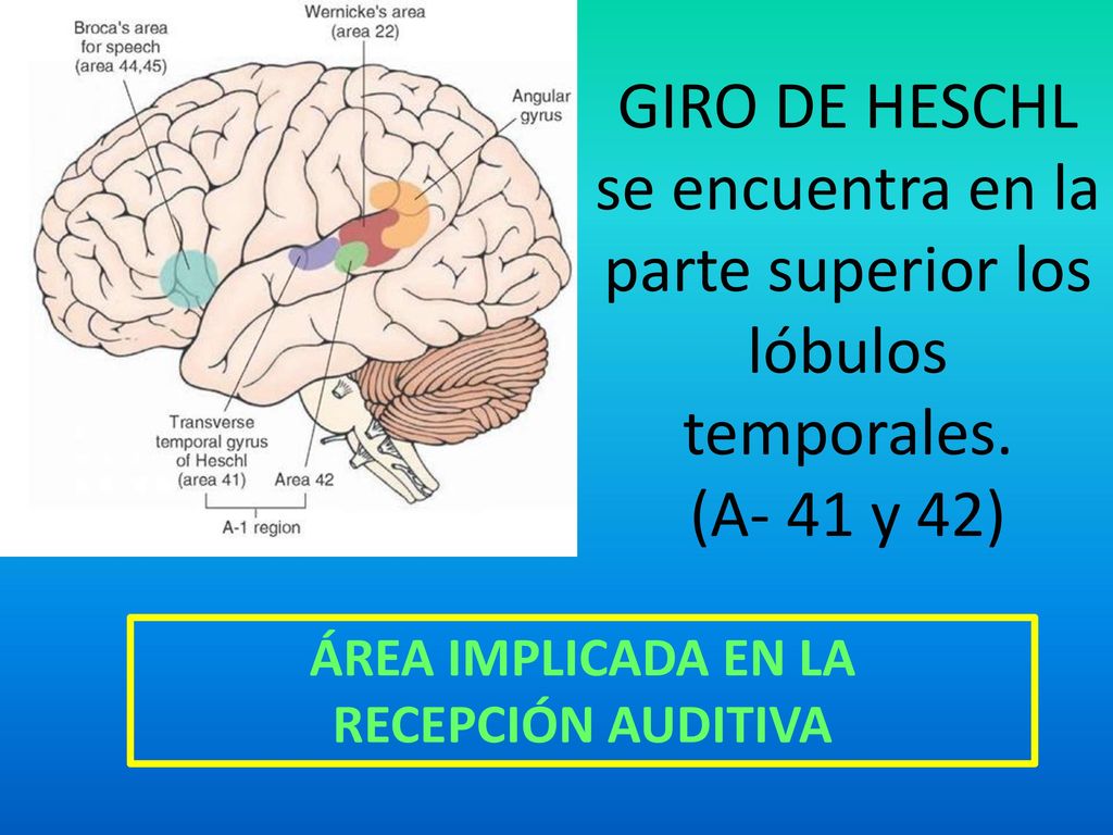 GIRO DE HESCHL se encuentra en la parte superior los lóbulos temporales. (A- 41 y 42)