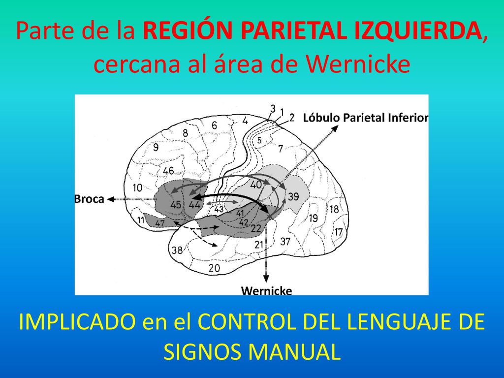 Parte de la REGIÓN PARIETAL IZQUIERDA, cercana al área de Wernicke