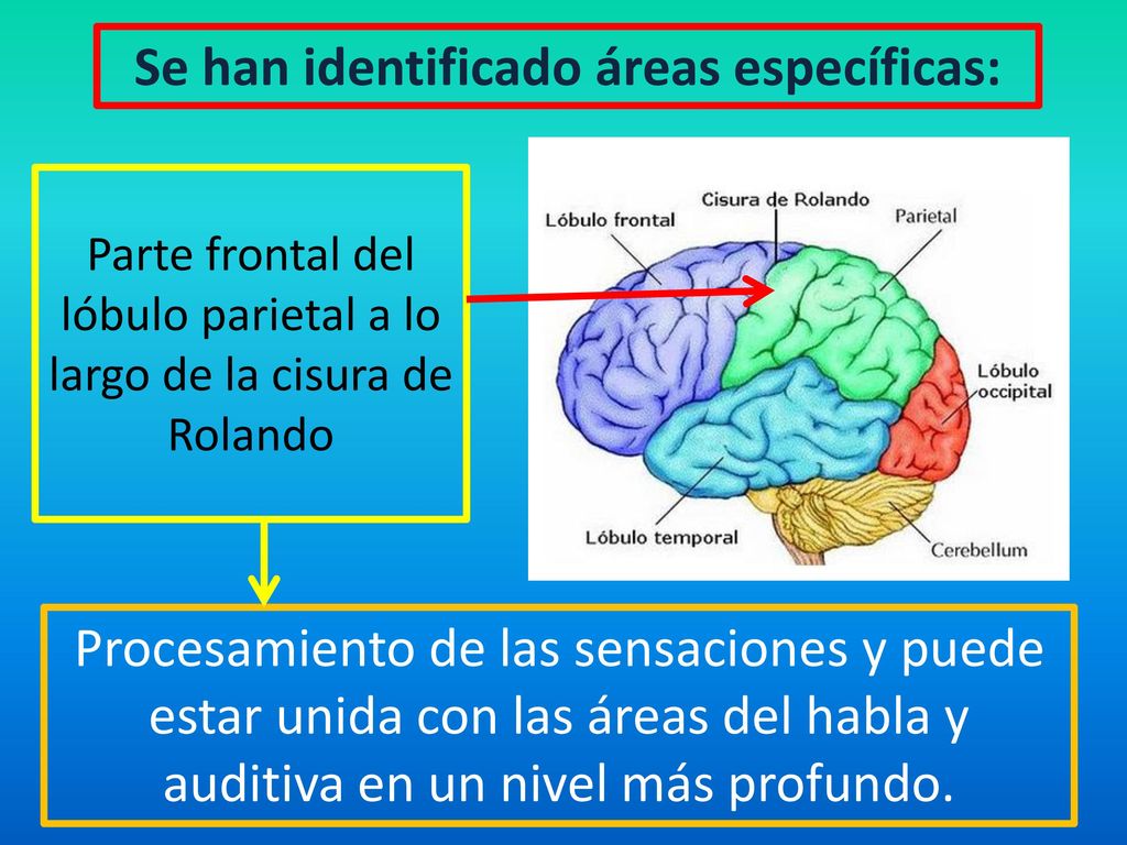Parte frontal del lóbulo parietal a lo largo de la cisura de Rolando