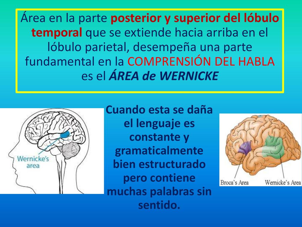Área en la parte posterior y superior del lóbulo temporal que se extiende hacia arriba en el lóbulo parietal, desempeña una parte fundamental en la COMPRENSIÓN DEL HABLA es el ÁREA de WERNICKE