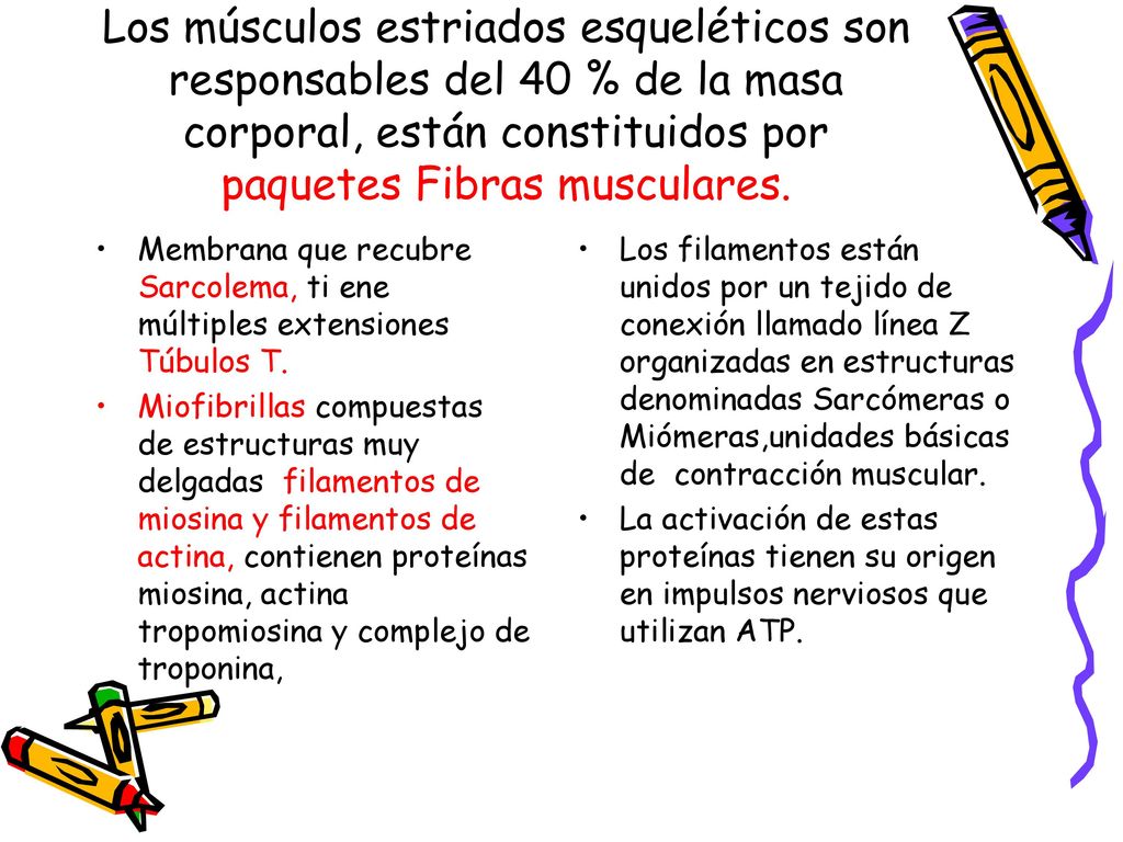Los músculos estriados esqueléticos son responsables del 40 % de la masa corporal, están constituidos por paquetes Fibras musculares.