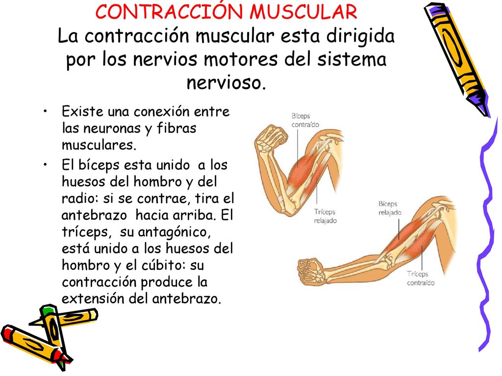 CONTRACCIÓN MUSCULAR La contracción muscular esta dirigida por los nervios motores del sistema nervioso.