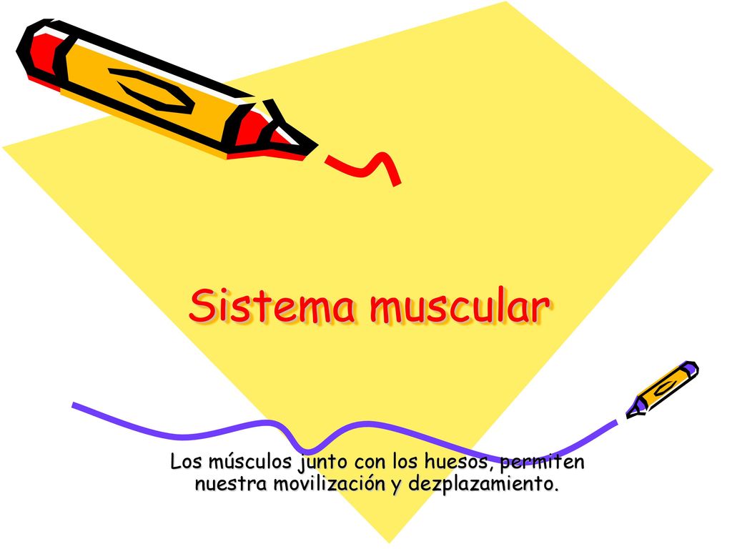 Sistema muscular Los músculos junto con los huesos, permiten nuestra movilización y dezplazamiento.