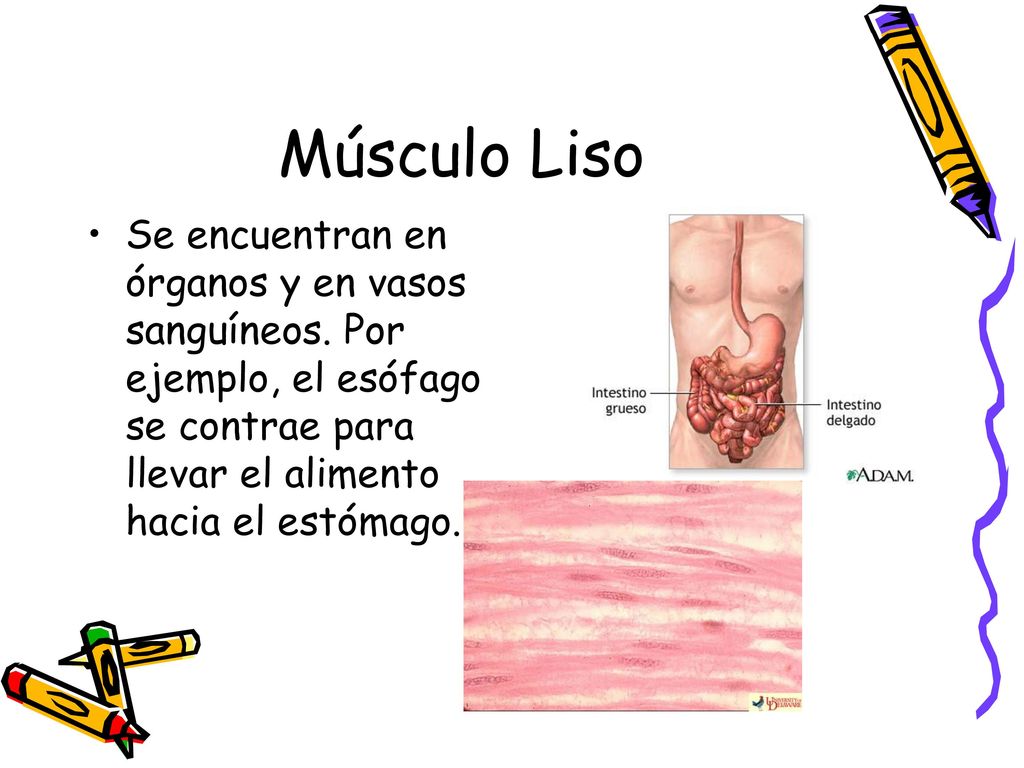 Músculo Liso Se encuentran en órganos y en vasos sanguíneos.